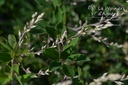 Lespedeza thunbergii - La pépinière d'Agnens