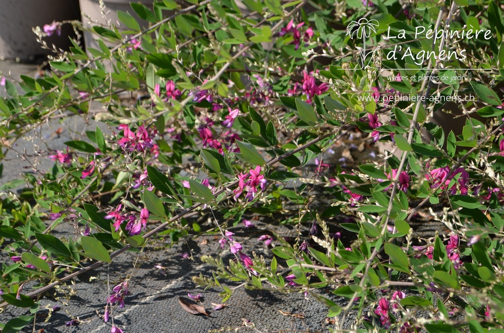 Lespedeza thunbergii - La pépinière d'Agnens