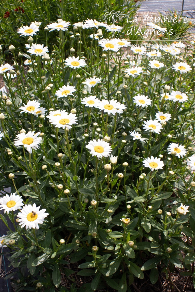 Leucanthemum superbum 'Becky' - La pépinière d'Agnens