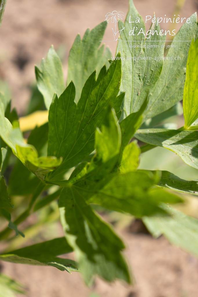 Levisticum officinale - La pépinière d'Agnens