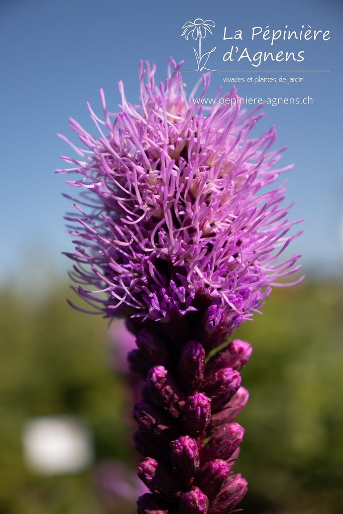 Liatris spicata - La pépinière d'Agnens