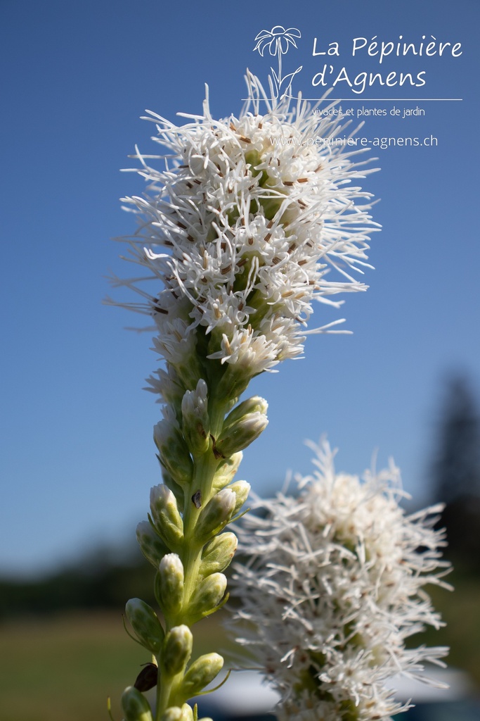 Liatris spicata 'Floristan White' - La pépinière d'Agnens