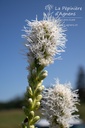 Liatris spicata 'Floristan White' - La pépinière d'Agnens