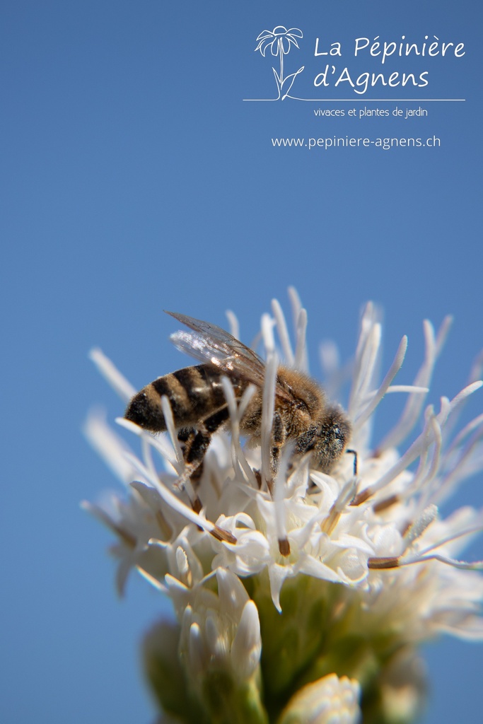 Liatris spicata 'Floristan White' - La pépinière d'Agnens