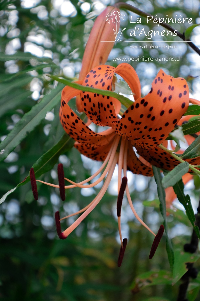 Lilium tigrinum - La pépinière d'Agnens