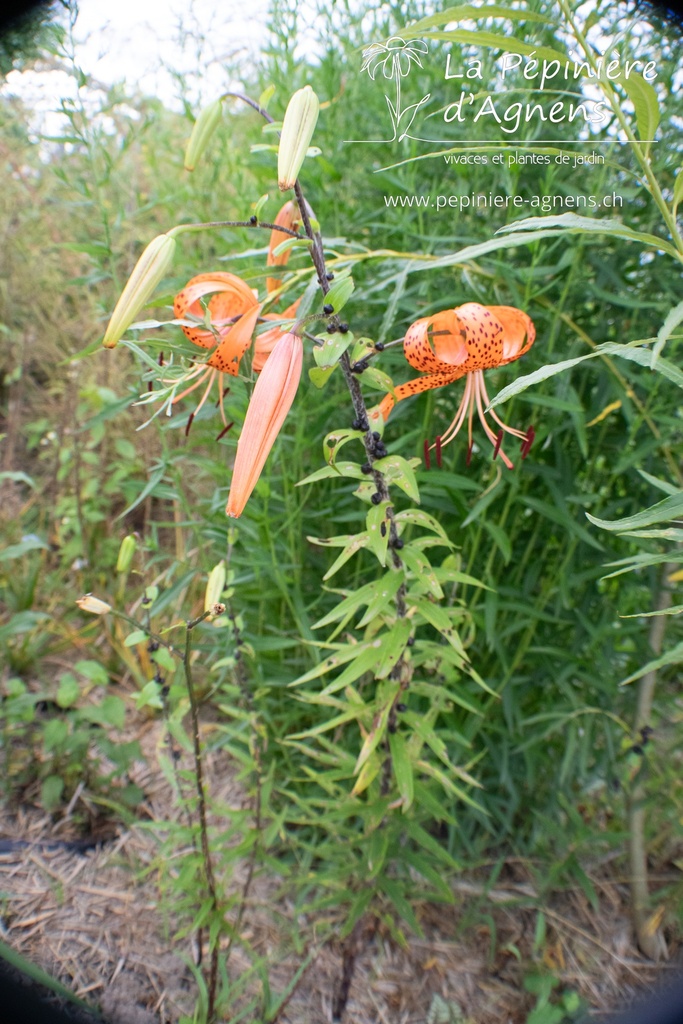 Lilium tigrinum - La pépinière d'Agnens