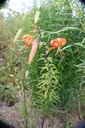 Lilium tigrinum - La pépinière d'Agnens