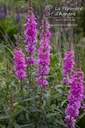 Lythrum salicaria 'Zigeunerblut' - La pépinière d'Agnens