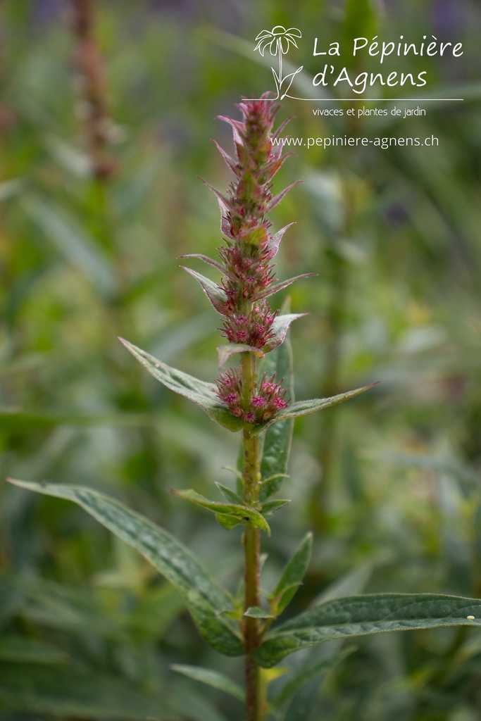 Lythrum salicaria 'Zigeunerblut'- La pépinière d'Agnens