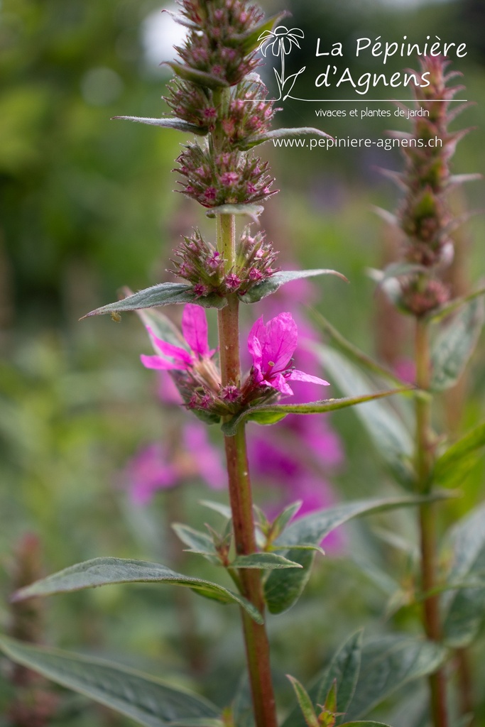 Lythrum salicaria 'Zigeunerblut' - La pépinière d'Agnens