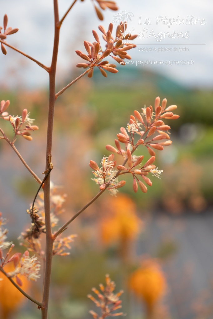 Macleaya microcarpa 'Kelway's Coral Plume' - La pépinière d'Agnens