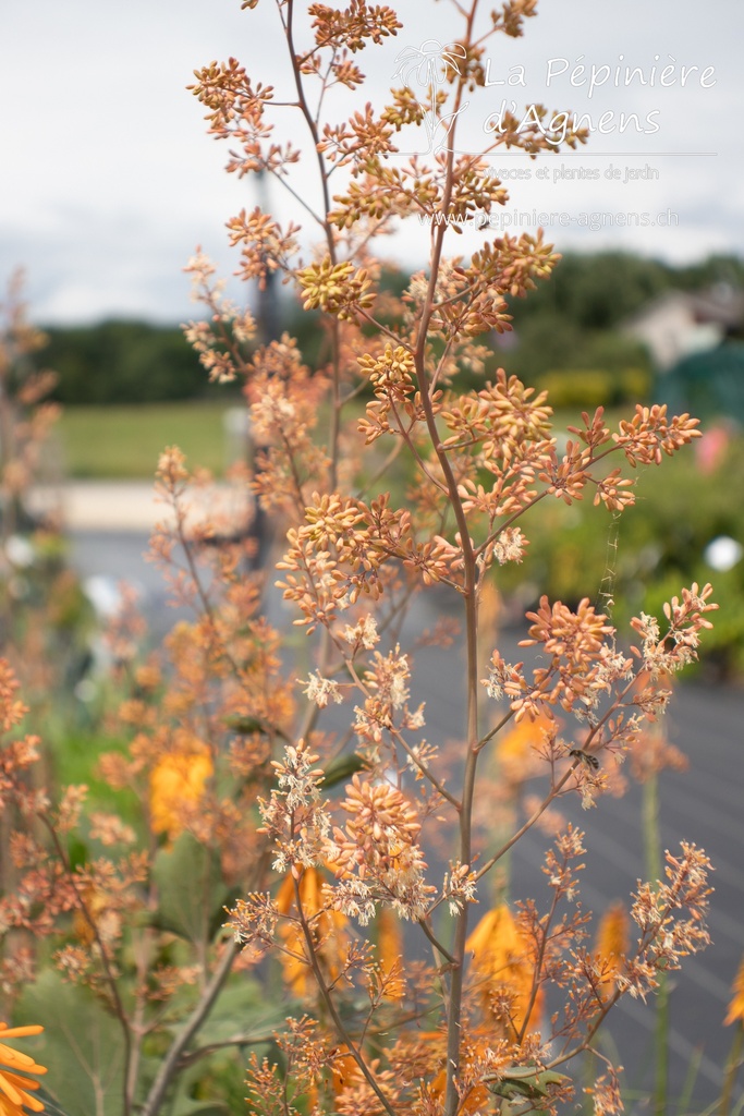 Macleaya microcarpa 'Kelway's Coral Plume' - La pépinière d'Agnens