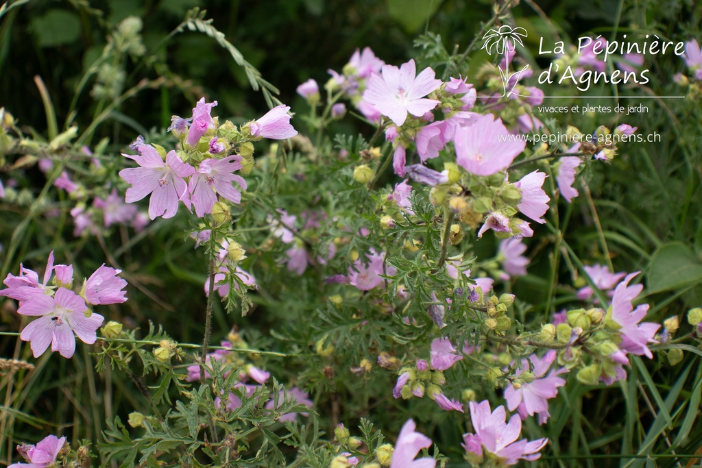 Malva moschata - La pépinière d'Agnens