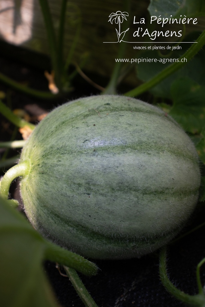 Melon sucré 'Charentais' - La pépinière d'Agnens