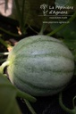 Melon sucré 'Charentais' - La pépinière d'Agnens