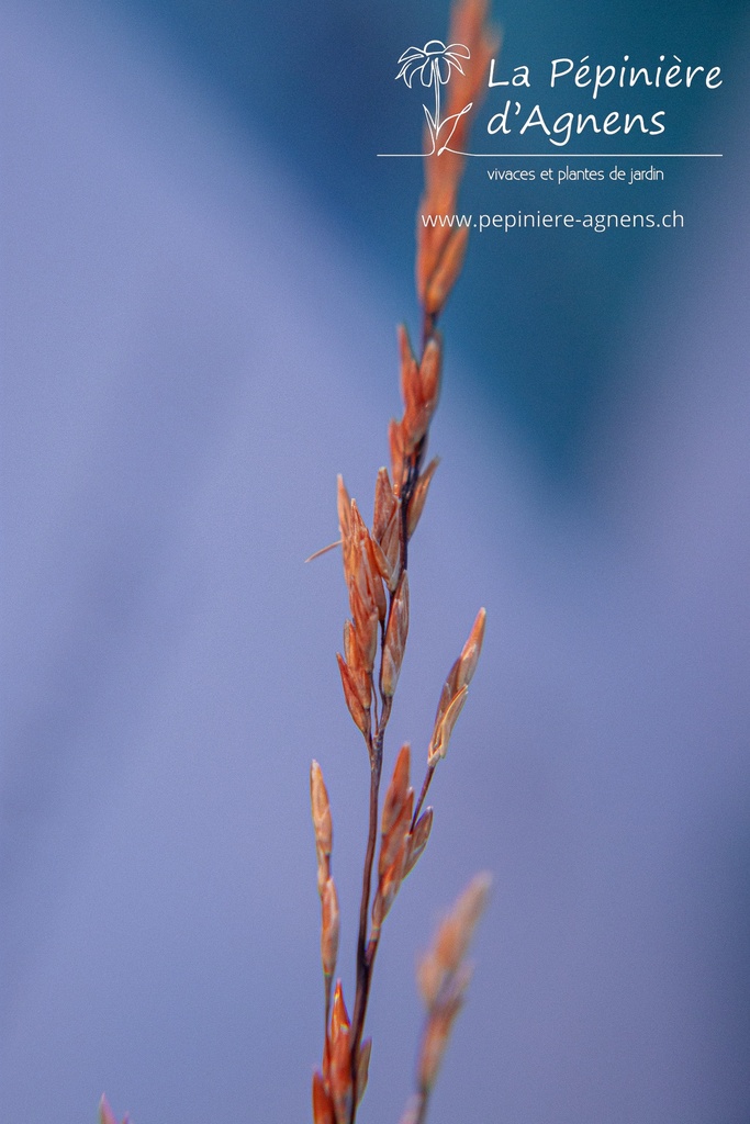 Molinia caerulea 'Edith Dudszus' - La pépinière d'Agnens