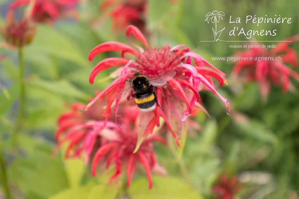 Monarda didyma - La pépinière d'Agnens