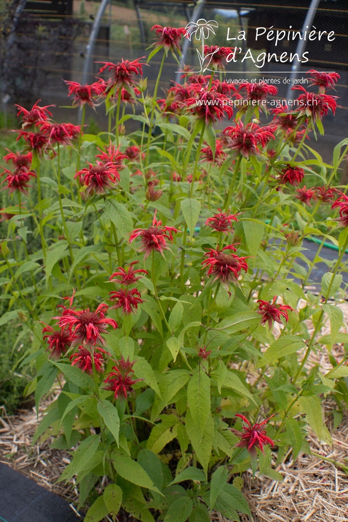 Monarda didyma - La pépinière d'Agnens