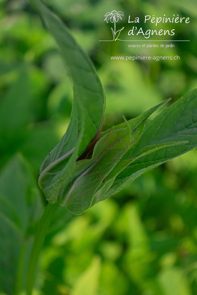 Monarda didyma - La pépinière d'Agnens