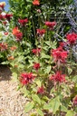 Monarda hybride 'Cambridge Scarlet' - La pépinière d'Agnens