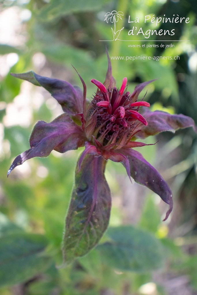 Monarda hybride 'Cambridge Scarlet' - La pépinière d'Agnens