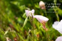 Oenothera speciosa 'Siskiyou Pink' - La pépinière d'Agnens