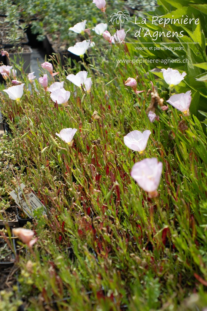 Oenothera speciosa 'Siskiyou Pink' - La pépinière d'Agnens