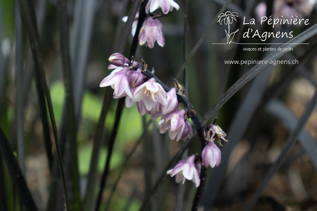 Ophiopogon planiscapus 'Niger' - La pépinière d'Agnens