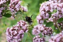 Origanum vulgare - La pépinière d'Agnens