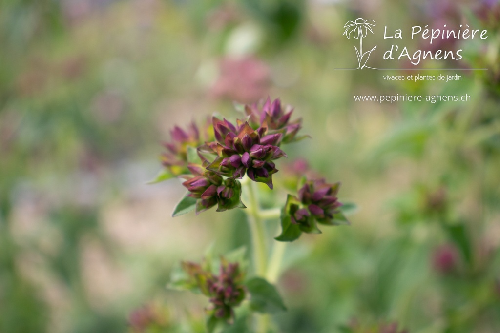 Origanum vulgare - La pépinière d'Agnens