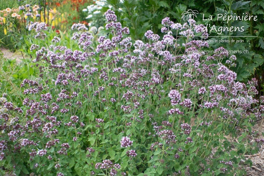 Origanum vulgare - La pépinière d'Agnens