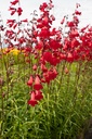 Penstemon hybride 'Schoenholzeri' - La pépinière d'Agnens