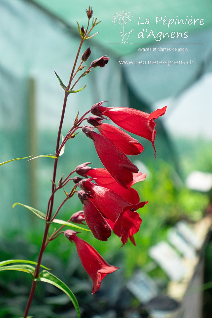 Penstemon hybride 'Schoenholzeri' - La pépinière d'Agnens