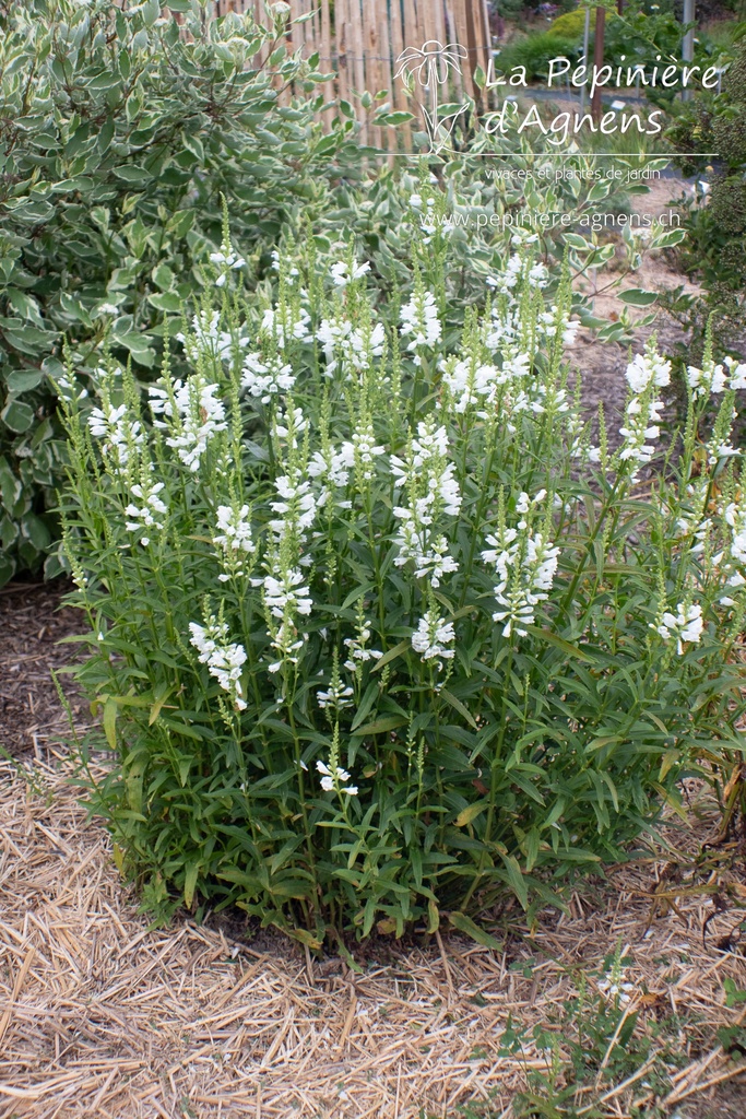 Physostegia virginiana 'Summer Snow' - La pépinière d'Agnens