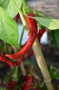 Piment de Cayenne - La pépinière d'Agnens