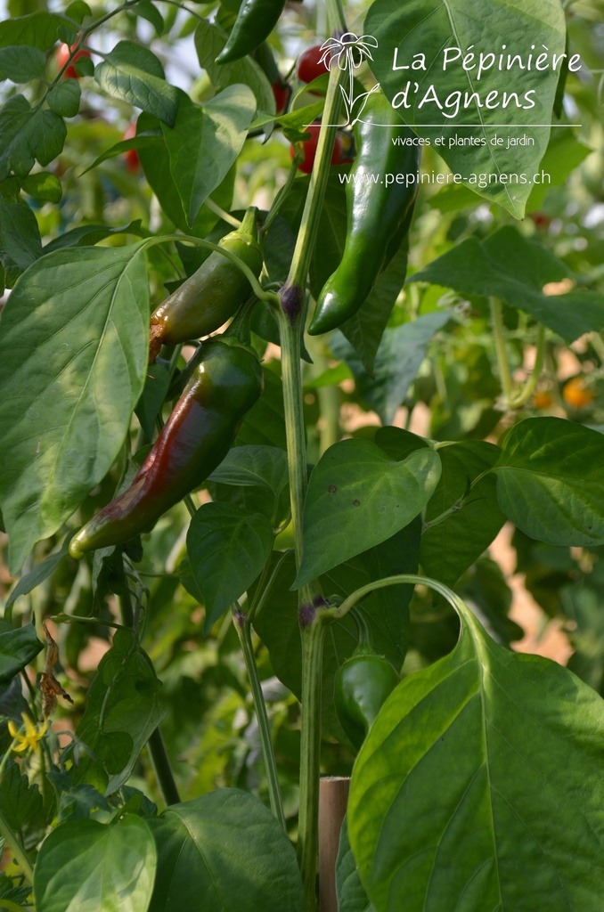 Piment 'Gorria' - La pépinière d'Agnens