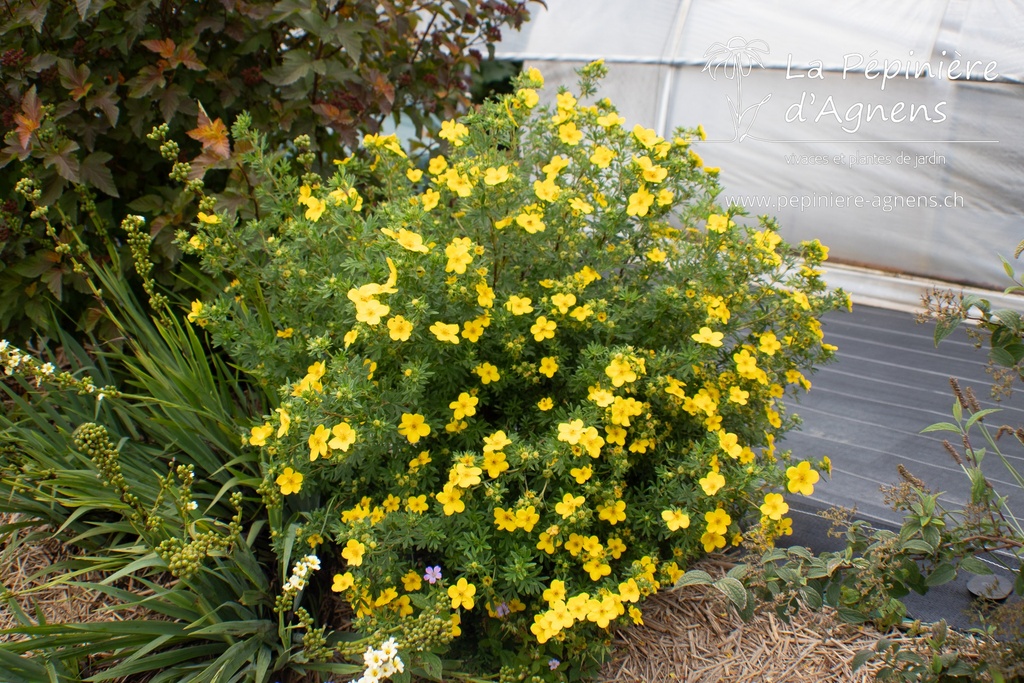 Potentilla fruticosa 'Goldfinger' - La pépinière d'Agnens