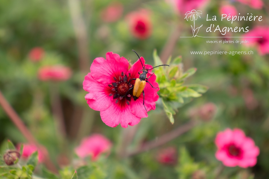 Potentilla nepalensis 'Miss Willmott' - La pépinière d'Agnens