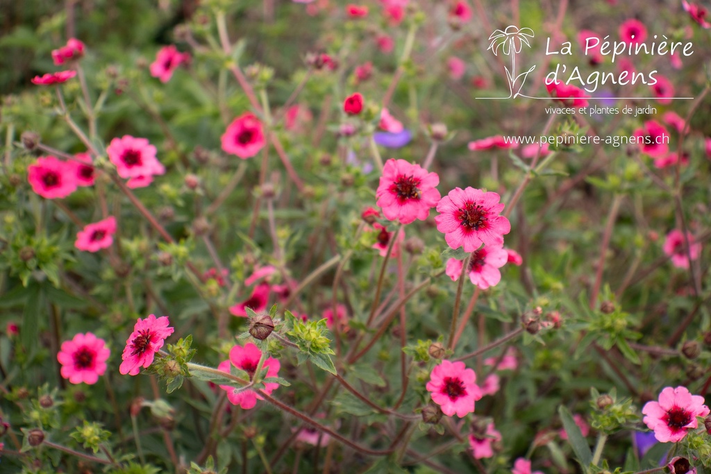 Potentilla nepalensis 'Miss Willmott' - La pépinière d'Agnens