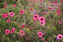 Potentilla nepalensis 'Miss Willmott' - La pépinière d'Agnens