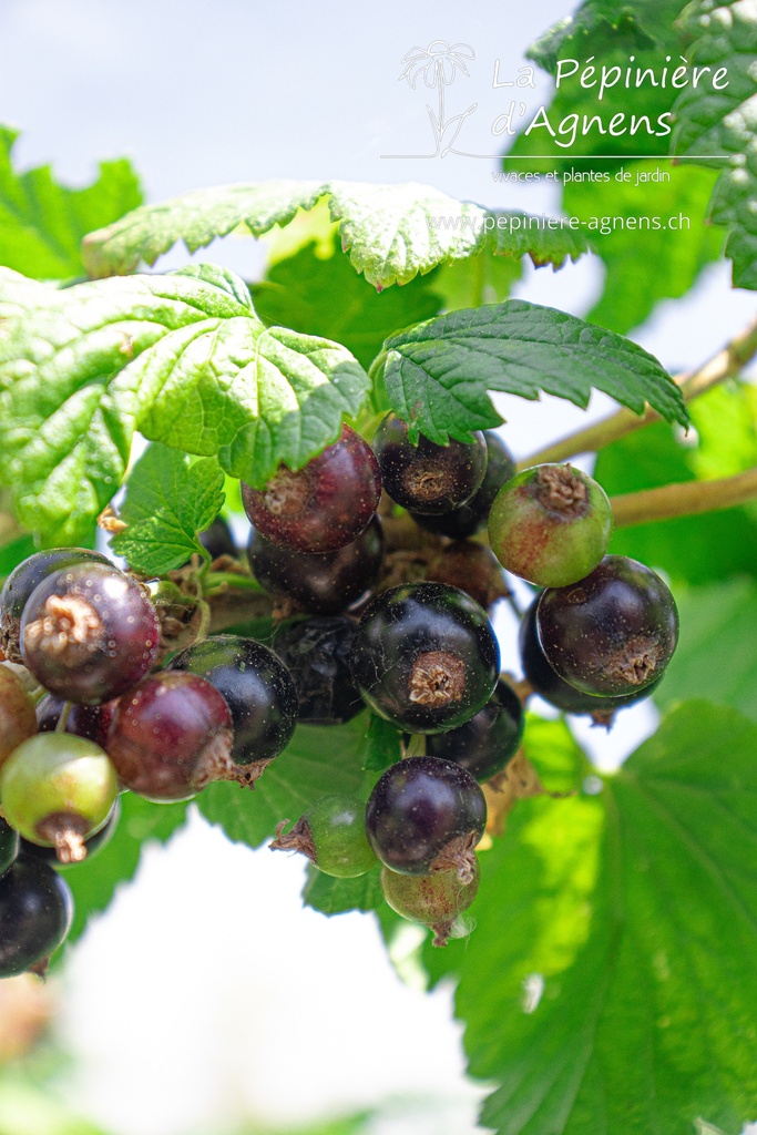 Ribes (2) nigrum 'Titania'- La pépinière d'Agnens