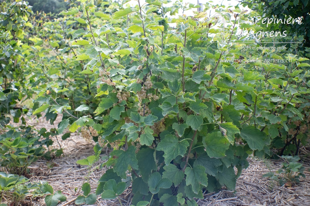 Ribes (3) rubrum 'Blanc de Versailles'- La pépinière d'Agnens