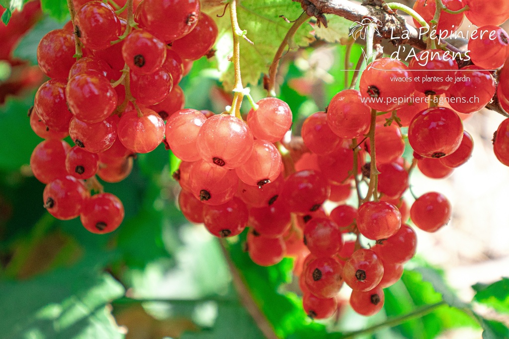 Ribes (3) rubrum 'Junifer'- La pépinière d'Agnens