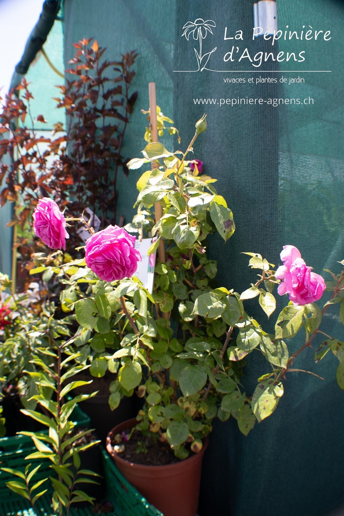 Rosa grimpant 'Ozeana'- La pépinière d'Agnens