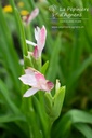 Roscoea scillifolia- La pépinière d'Agnens