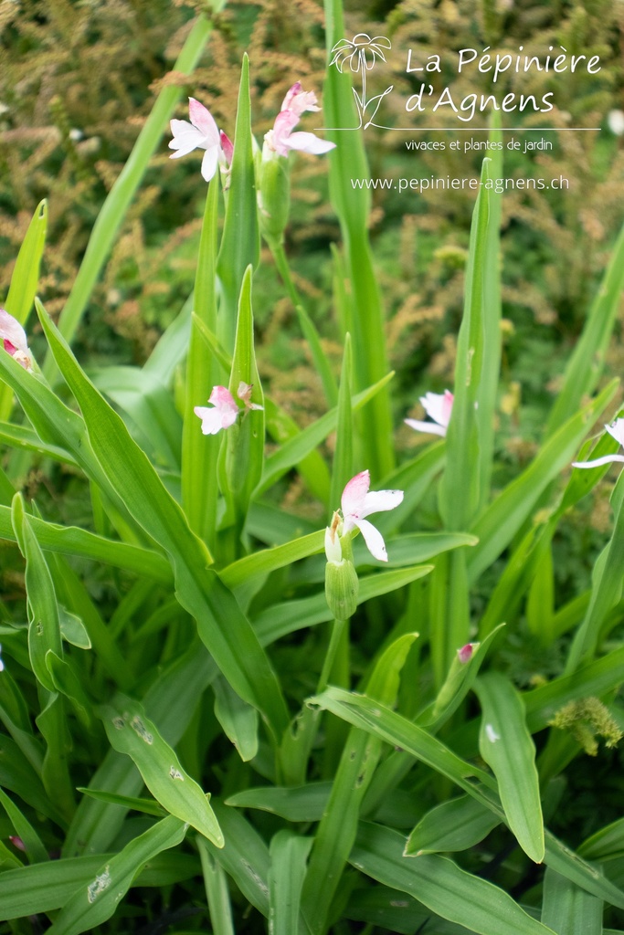 Roscoea scillifolia- La pépinière d'Agnens