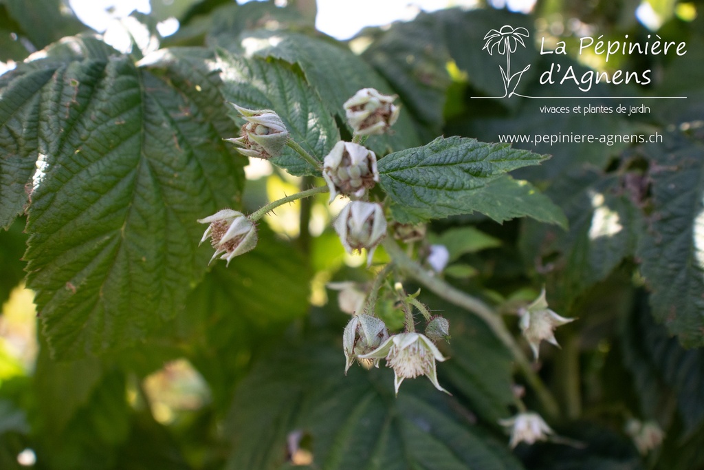 Rubus (2) idaeus 'Autumn Bliss'- La pépinière d'Agnens