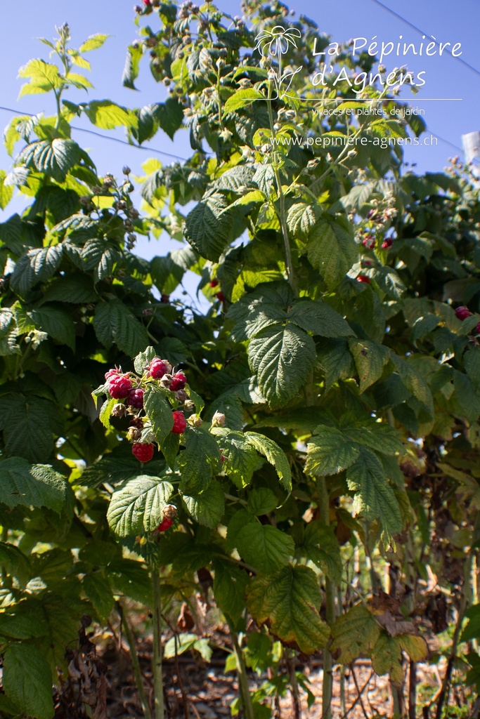 Rubus (2) idaeus 'Autumn Bliss'- La pépinière d'Agnens