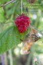 Rubus (2) idaeus 'Enrosadira'- La pépinière d'Agnens