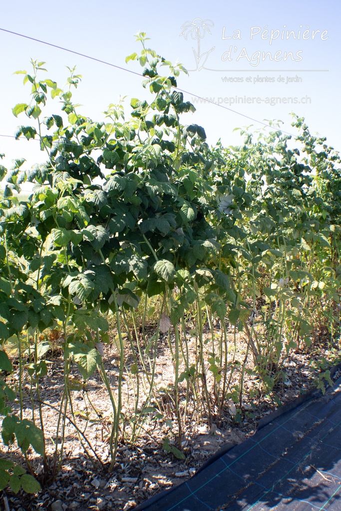 Rubus (3) idaeus 'Herbstgold'- La pépinière d'Agnens